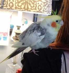 Lost Cockatiel