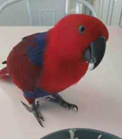 Lost Eclectus