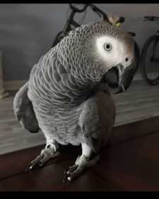 Lost African Grey