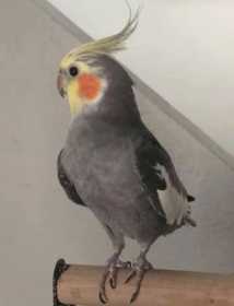 Lost Cockatiel