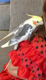 Lost Cockatiel