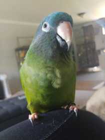 Lost Conure