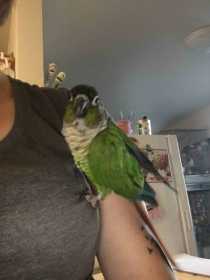 Lost Conure