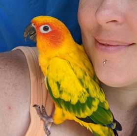 Lost Conure