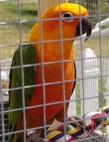 Lost Conure