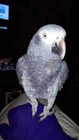 Lost African Grey