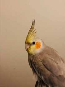 Lost Cockatiel