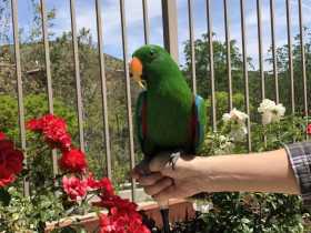 Lost Eclectus