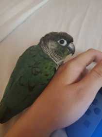 Lost Conure