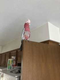 Lost Galah Cockatoo