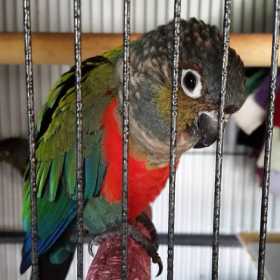 Lost Conure