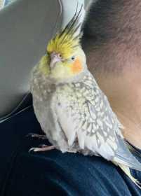 Lost Cockatiel