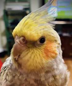 Lost Cockatiel