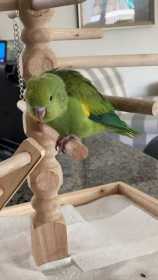 Lost White-Winged / Canary-Winged Parakeet