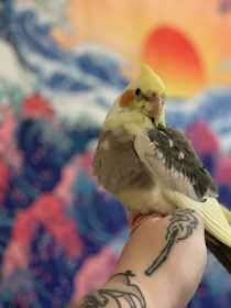 Lost Cockatiel