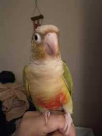 Lost Conure