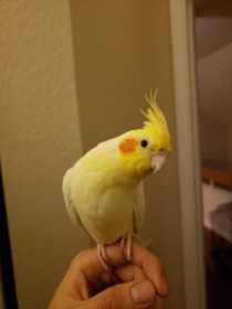 Lost Cockatiel