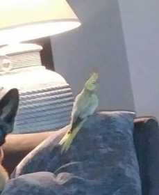 Lost Cockatiel