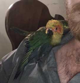 Lost Conure