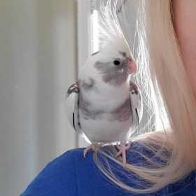 Lost Cockatiel