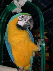 Lost Macaw