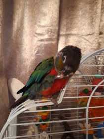 Lost Conure