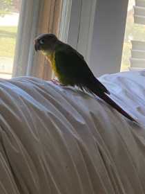 Lost Conure