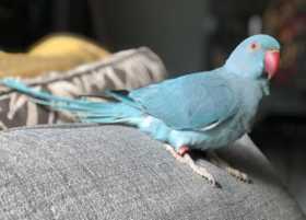 Lost Indian Ringneck Parakeet