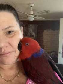 Lost Eclectus