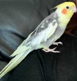 Lost Cockatiel