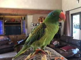 Lost Eclectus