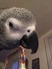 Lost African Grey