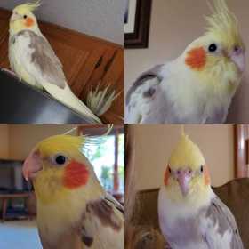 Lost Cockatiel