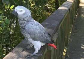 Lost African Grey