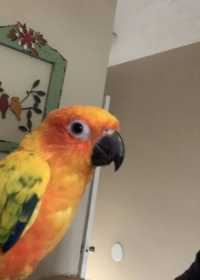 Lost Conure