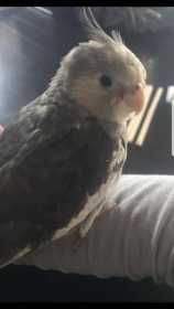 Lost Cockatiel