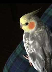 Lost Cockatiel