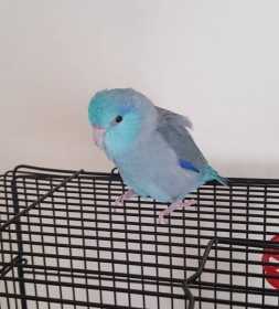 Lost Parrotlet