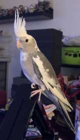 Lost Cockatiel