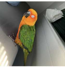 Lost Conure