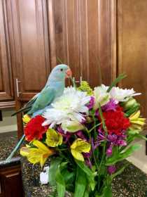 Lost Indian Ringneck Parakeet