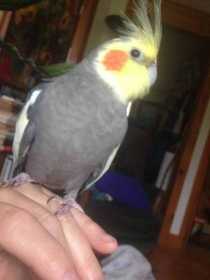 Lost Cockatiel