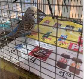 Lost Budgerigar