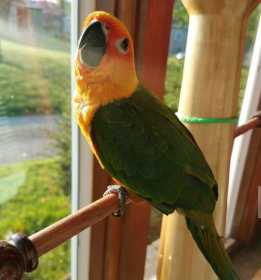 Lost Conure