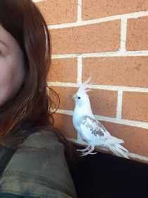 Lost Cockatiel