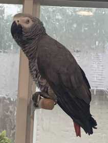 Lost African Grey