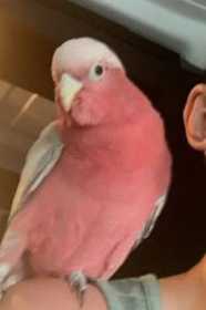 Lost Galah Cockatoo