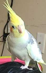 Lost Cockatiel