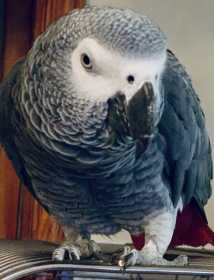 Lost African Grey