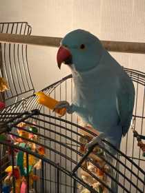 Lost Indian Ringneck Parakeet